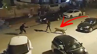 Un léopard sauvage attaque un quartier pakistanais: trois personnes blessées