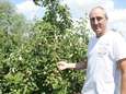 Schade bij fruittelers groot na onverwachte hagelbui: “80 procent van appels niet meer verkoopbaar”