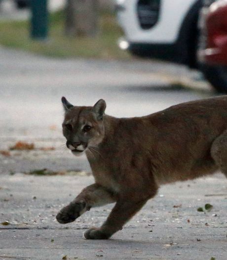 Une Américaine attaque un puma à mains nues pour sauver son fils de 5 ans 