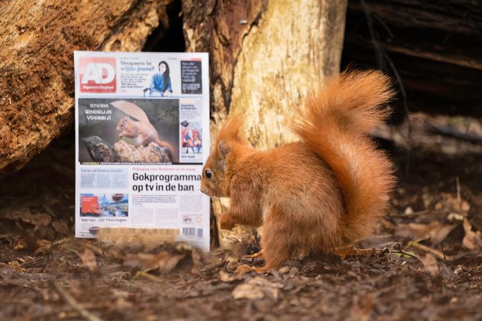Een droste-effect: de eekhoorn kijkt naar zichzelf op de 'voorpagina' van het Algemeen Dagblad.