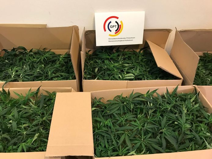 De tweede keer waren de stekjes cannabis wat groter dan tijdens de eerste aanhouding.