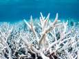 Opnieuw massale koraalverbleking in Great Barrier Reef: “Klimaatverandering grootste dreiging voor koraalrif”