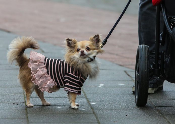 Naar een hondenshow ga je op je paasbest. Deze kleine rakker is klaar voor het dierenevent Animal Z in Antwerpen.
