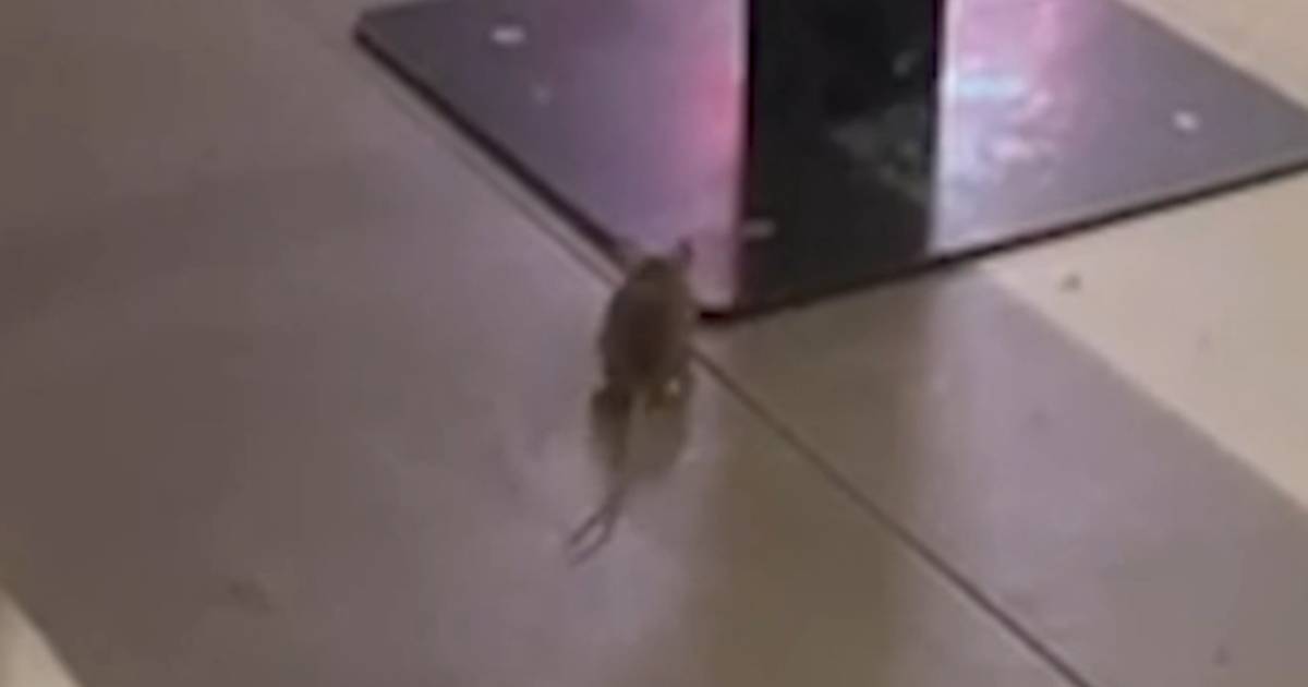 REGARDER.  Souris repérée à Quick Anvers |  Anvers