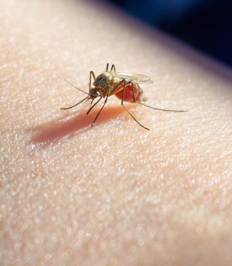 Waarom jij helemaal wordt lekgeprikt door muggen (en je partner niet)
