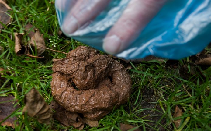 Opruimen van hondenpoep op plekken verplicht in Zeewolde | destentor.nl