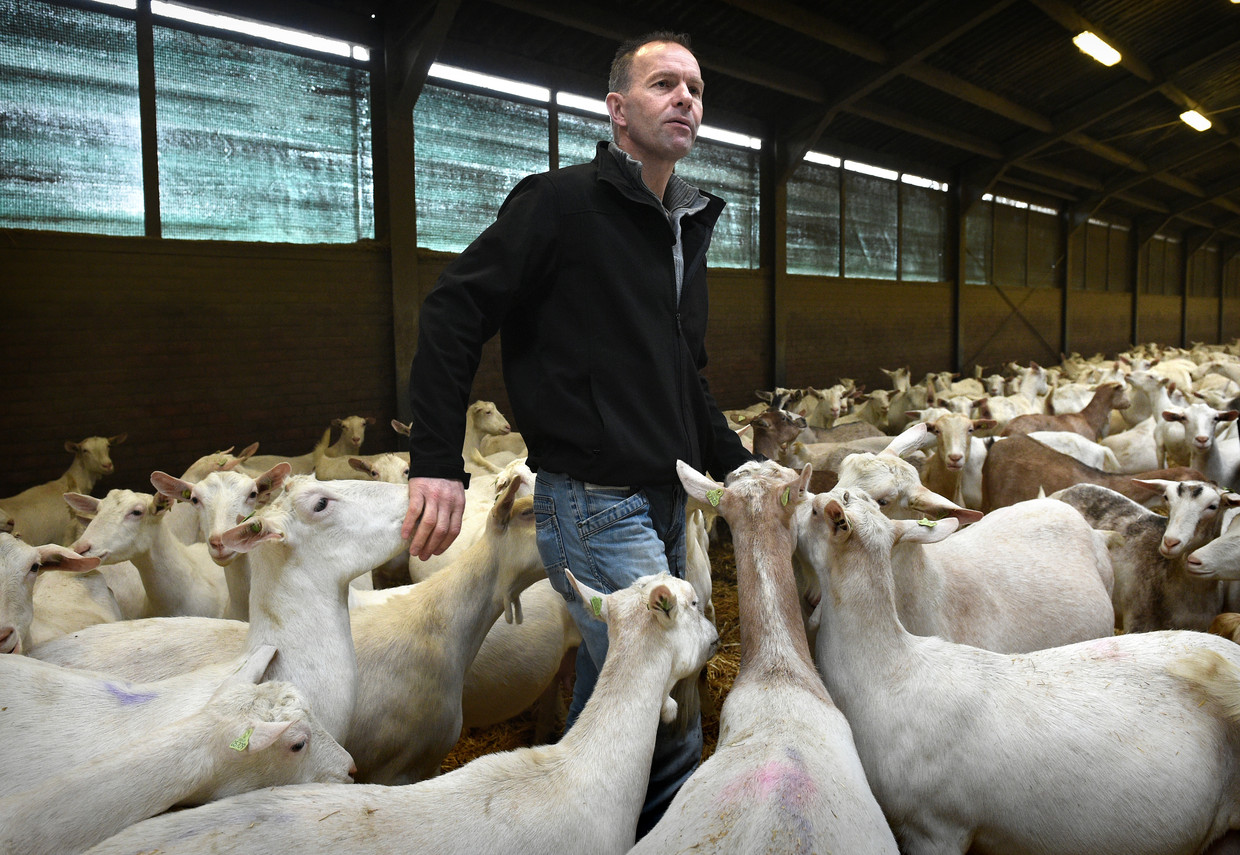 Alexander van der Schans tussen zijn geiten in het Gelderse Hurwenen. Op de achtergrond is te zien dat zijn stal open is. Beeld Marcel van den Bergh