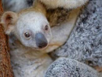 Zeldzame witte koala geboren in Australische zoo