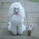 Hond Harvey wil samenwonen met zijn grote liefde