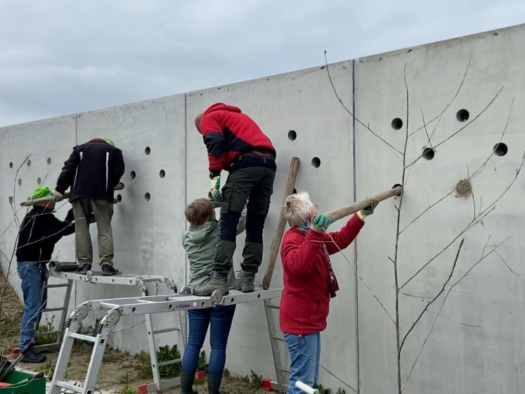 Vrijwilligers bouwen een zwaluwparadijs in Zeewolde