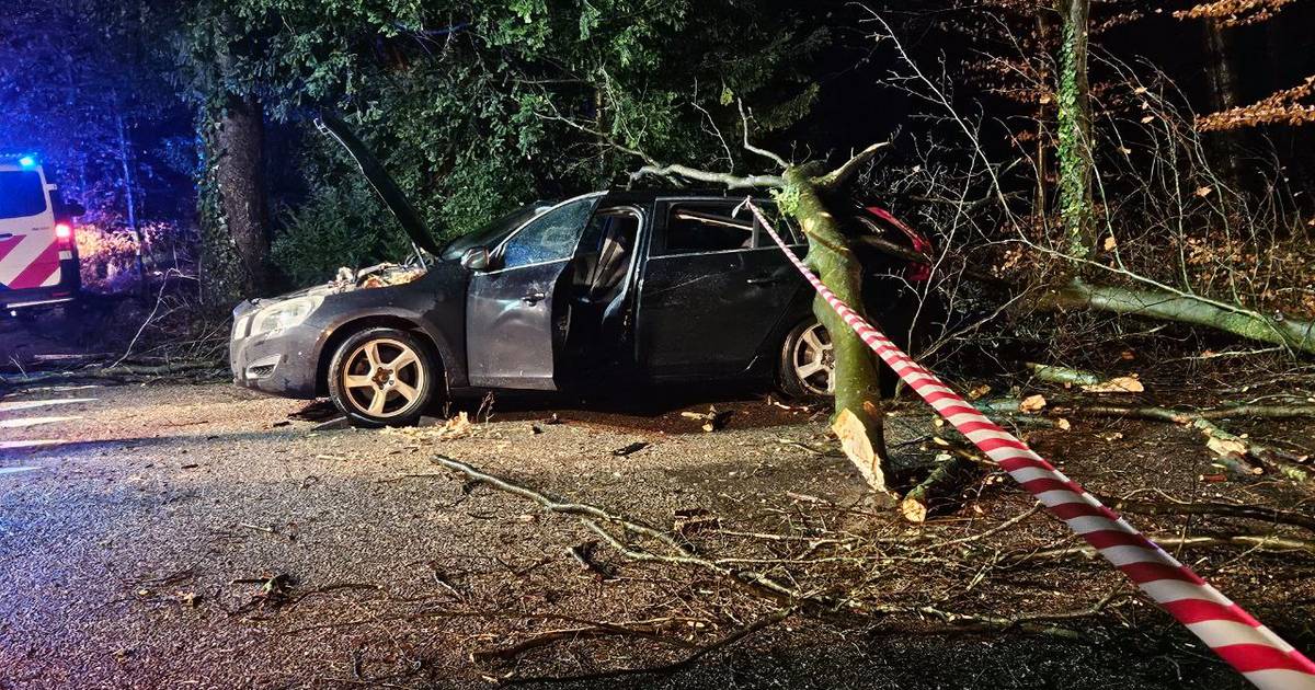 Family of Five Narrowly Escapes Tree Falling on Car in Winterswijk