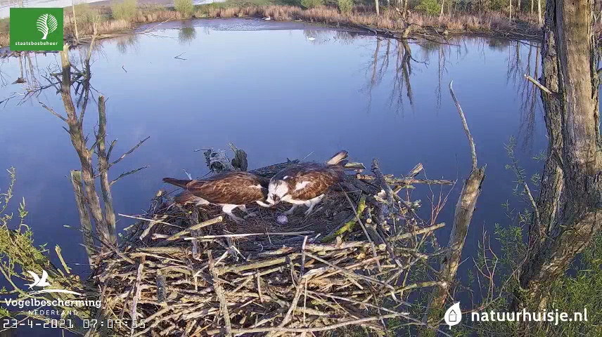 De visarenden bewonderen het ei dat het vrouwtje even daarvoor heeft gelegd. (Screenshot van Beleef de Lente.)