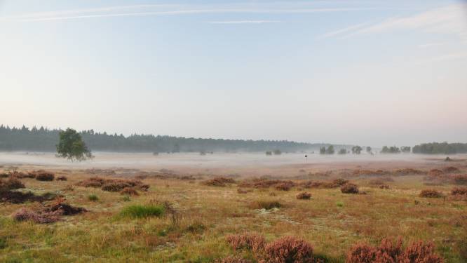 Agentschap Natuur en Bos koopt vliegveld Malle-Zoersel: “Weldra wandelen in deel van deze groene long”