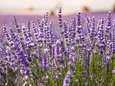 ‘Lavendel is een plant die vaak teleurstelt’