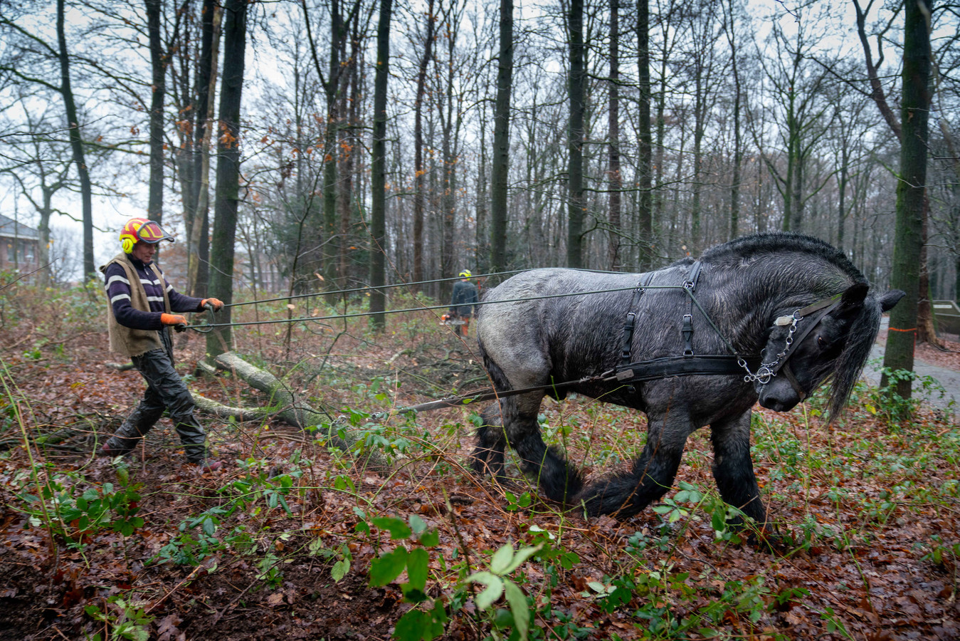 Wegslepen gekapte bomen uit Arnhems park roept ergernis op ‘Laat dood