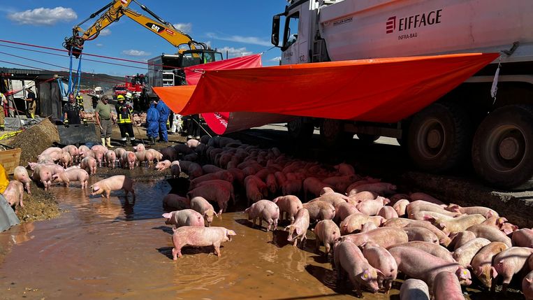 Fast sechs Ferkel pro Quadratmeter in einem beschädigten Lastwagen;  es war aus Europa erlaubt