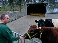 Kinderboerderij in Zwijndrecht is dolblij met nieuw winterverblijf voor koeien