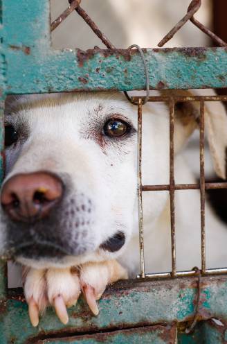 Wat je moet weten als je een hond uit het asiel wil halen: “Het duurt zo’n 6 maanden voor de stress van dat verblijf verdwijnt”