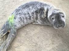Eerste opgevangen grijze zeehond van seizoen in Ecomare uit lijden verlost