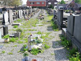 Onkruid krijgt vrij spel op gemeentelijke begraafplaatsen: “Schande voor ons dorp”