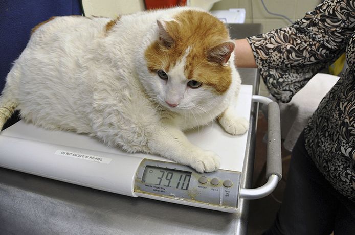 Suis Je Le Plus Gros Chat Du Monde Insolite 7sur7 Be