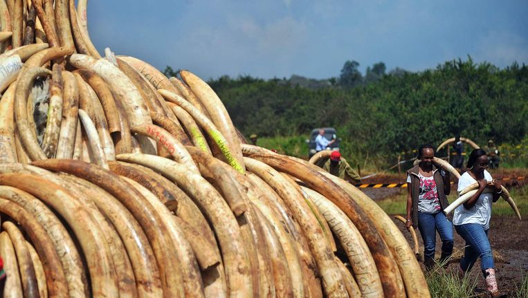 In Nairobi verzamelen vrijwilligers slagtanden van olifanten en hoorns van neushoorns. Die zijn geconfisqueerd van stropers die actief zijn in het nationale park en zullen op 30 april worden verbrand. Het gaat dan om 105 ton aan illegaal ivoor. Beeld afp