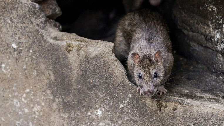 In 2016 kwamen er 2500 meldingen binnen van rattenoverlast. In 2013 waren dat er nog 2000 Beeld Shutterstock
