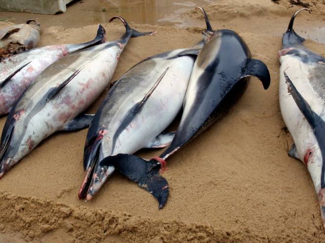 1.100 dieren op amper drie maanden tijd: recordaantal dode dolfijnen aangespoeld aan de Franse kust