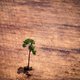 België draaischijf in handel illegaal gekapt tropisch hout
