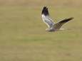 Roofvogel grauwe kiekendief langer beschermd in onze contreien