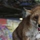 Docu: London's Wild Side