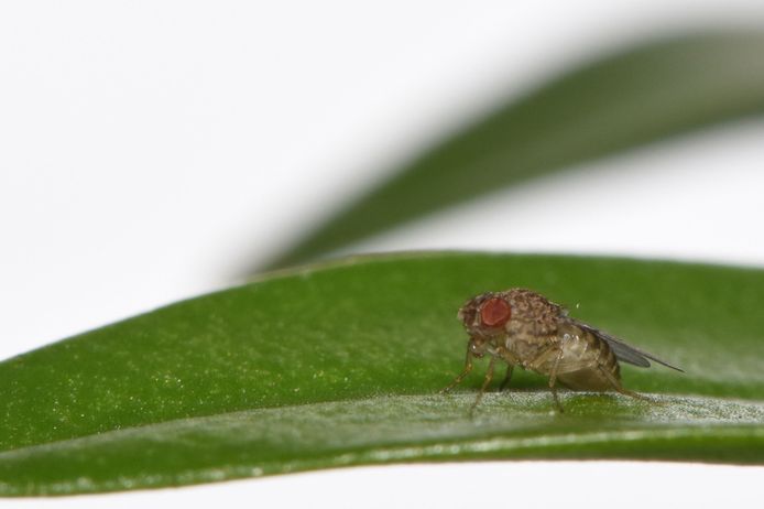 Des chercheurs créent des mouches capables de se reproduire sans  fécondation, Sciences