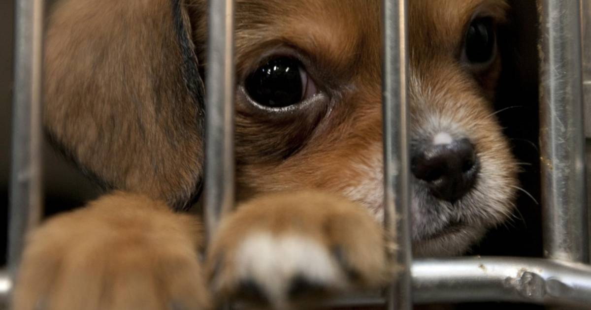 voor de hand liggend Citroen Slang Vijf mythes over honden uit het asiel ontkracht | Familie | hln.be