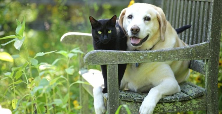 Mag je je overleden hond of kat in de tuin begraven? Libelle