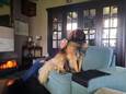 Tank, de hond van Denise Smits.