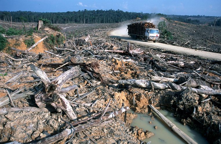 Ontbossing in Indonesië. Beeld epa