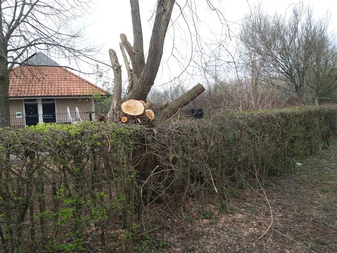 De gekapte bomen in Zwolle.