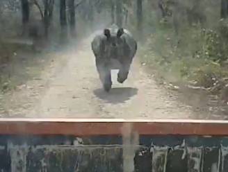 Des touristes poursuivis par un rhinocéros en Inde