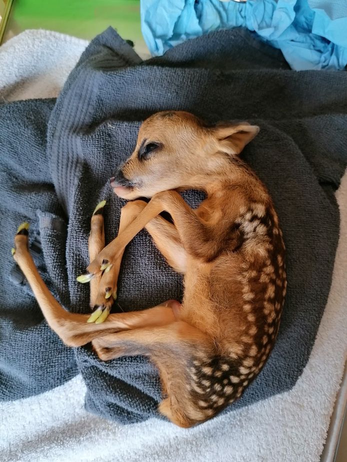 De reeën zijn allemaal het slachtoffer van loslopende honden, volgens het Vlaams Opvangcentrum (VOC) voor Vogels en Wilde Dieren Brasschaat-Kapellen.