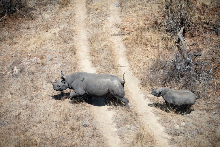 Een zwarte neushoorn rent met haar kalf door het droge gebied van Groot Kruger, dat bestaat uit private natuurparken. De particuliere grondeigenaren werken samen in de Greater Kruger Environmental Protection Foundation om de neushoorns te beschermen tegen stropers. Beeld Bram Lammers