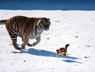 Meer conflicten tussen tijger en mens door stijgend aantal Siberische tijgers