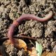 Lekker glibberig en altijd in vorm: ode aan de regenworm