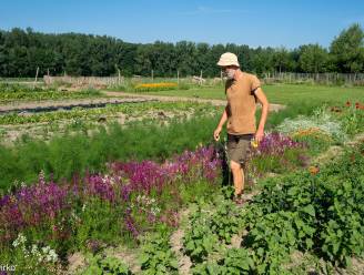 Ecotuindagen: “Zes Aalstenaars zetten hun tuin open voor het publiek”