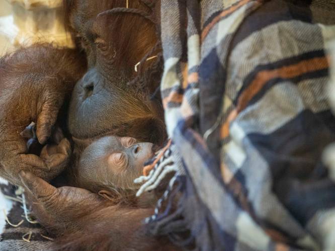 Pairi Daiza verwelkomt nieuwe baby orang-oetan Mathaï