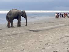 Deux éléphants sauvés après quatre jours de calvaire sur une plage au Bangladesh