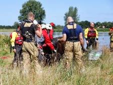Uit Maas geredde koe legde 100 kilometer af