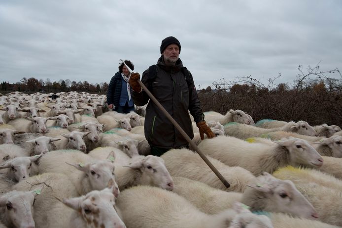 Schaapherder Clemens Olde Groeniger brengt zijn schapen van de heide naar een akker.
