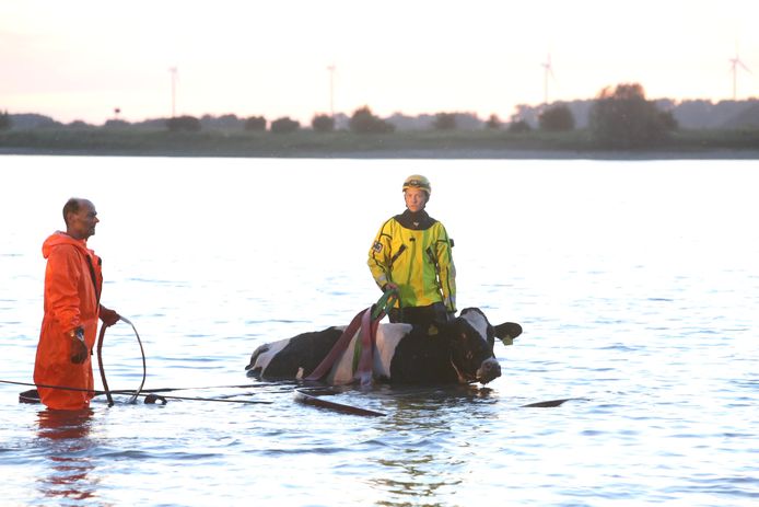 Koe door de brandweer uit het water getrokken bij Hurwenen.