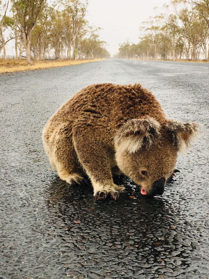 Een dorstige koala zoekt waterplasjes op een autoweg in Australië.