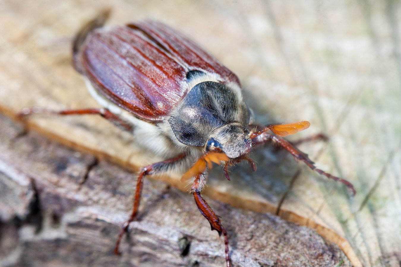 Ook zoveel meikevers in de tuin? Maak er soep van! (En zo smaakt die